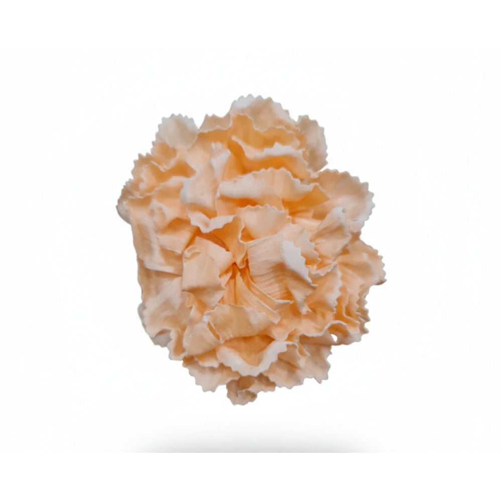 Orange carnation flower on a white background